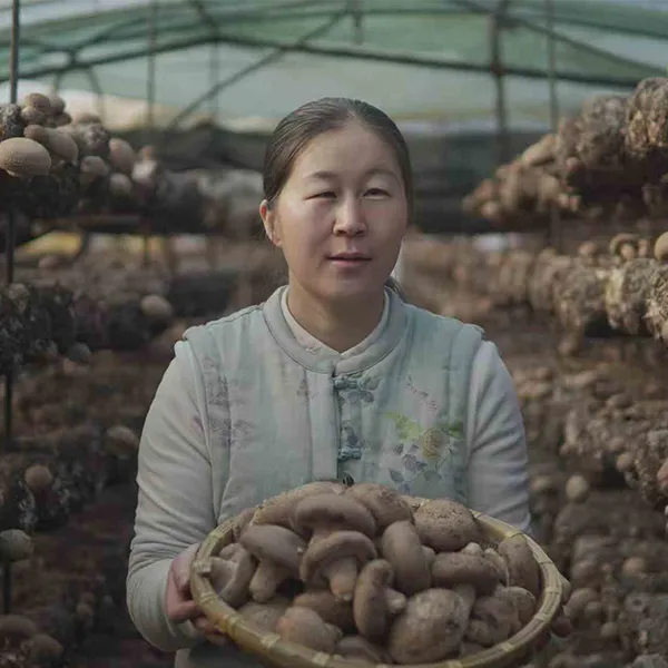 （曾小雨专属）伏牛山甄选西峡鲜香菇现采现发炒菜涮火锅3-5cm直径