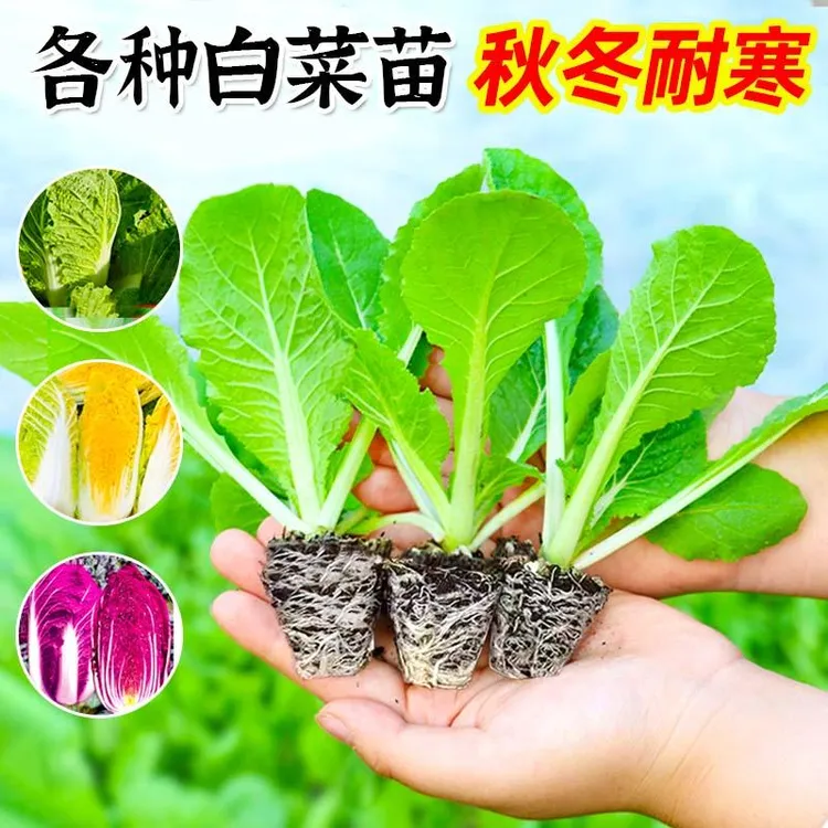 秋冬耐热高产早熟黄心大白菜秧苗种籽带土球四季耐寒盆栽地栽菜苗