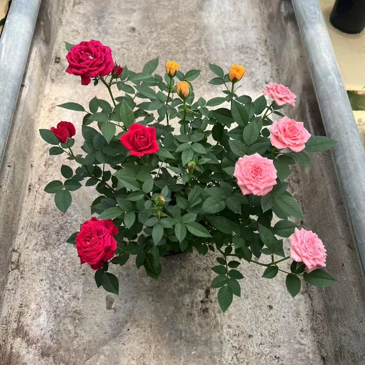 四季开花耐寒耐热香水玫瑰老桩苗大花月季浓香型植物盆栽