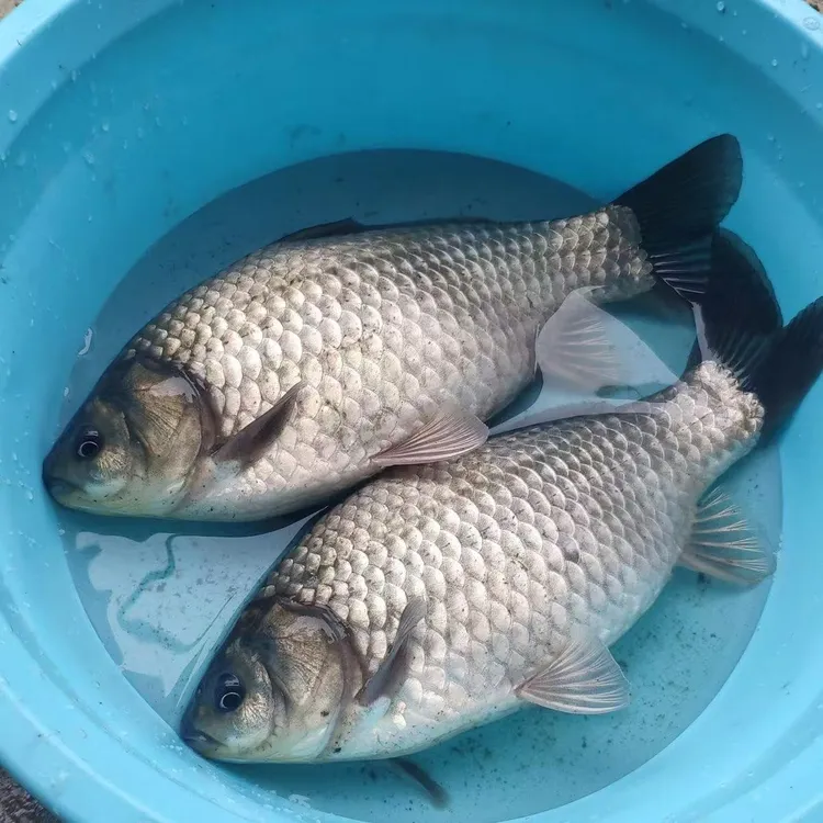 中科5号鲫鱼大板鲫 淡水银鲫 包邮