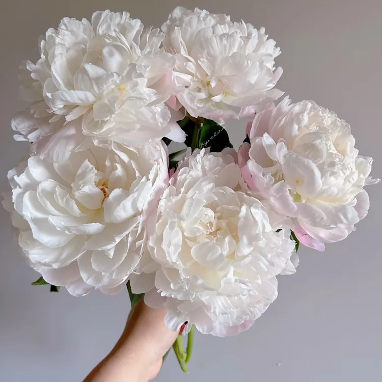 【现货.芍药.栀子】进口鲜切花粉白色系新鲜包邮送女朋友批发花束