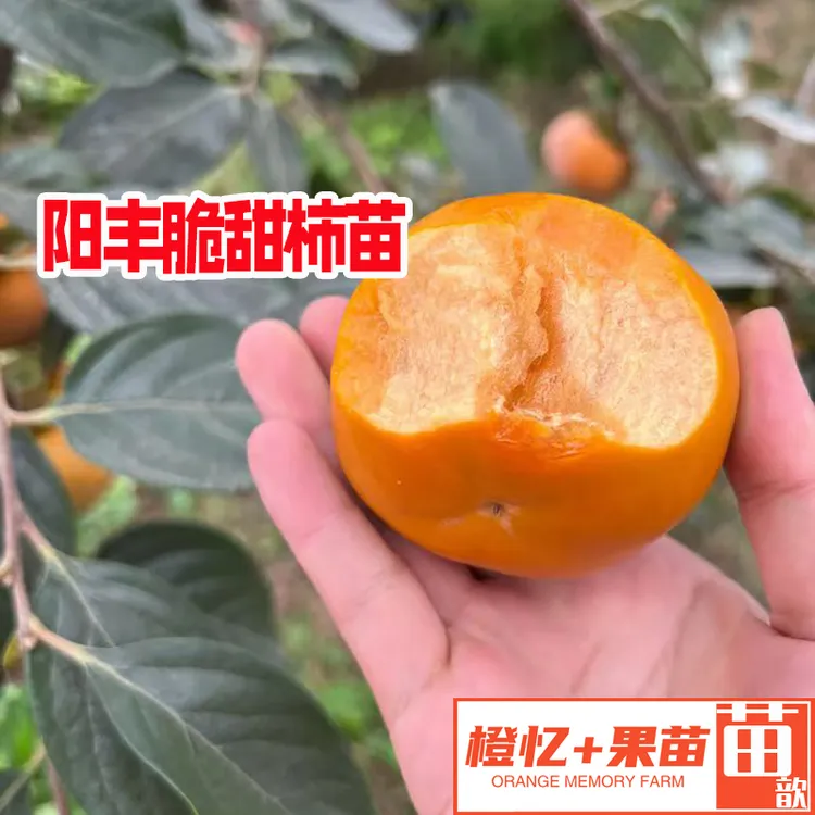 柿子树苗：阳丰脆柿嫁接苗丨南北方均可栽种种植【脆甜+易管】