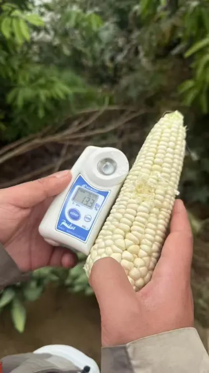 攀枝花牛奶糯玉米