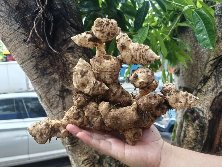 梁平蔬果珍选农家自种老虎姜高山新鲜现挖泡酒炖汤甜黄精5年以上