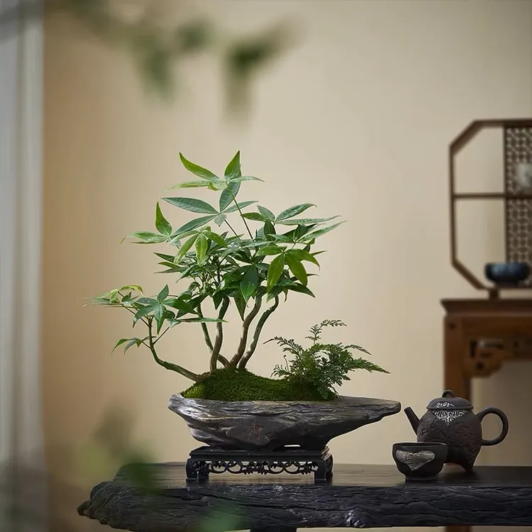 五福发财树盆栽室内桌面绿植办公室客厅桌面花卉四季常青净化空气