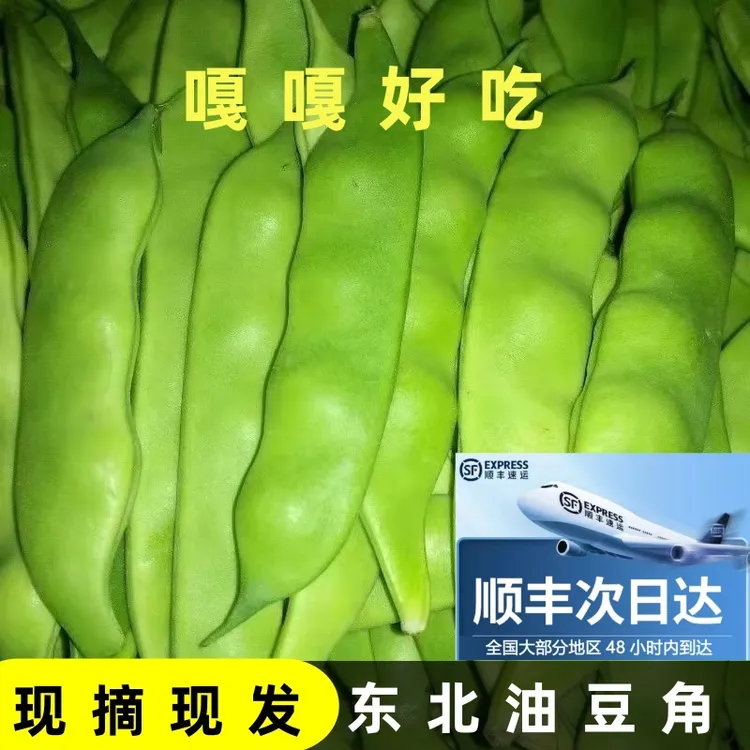 空运正宗东北油豆角现摘新鲜蔬菜一点红九月青豆角东北特产开锅烂