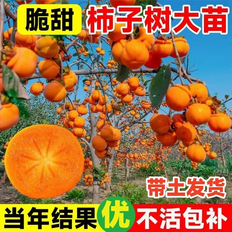 柿子树苗嫁接果树苗水果树苗脆甜柿当年结果盆栽柿子