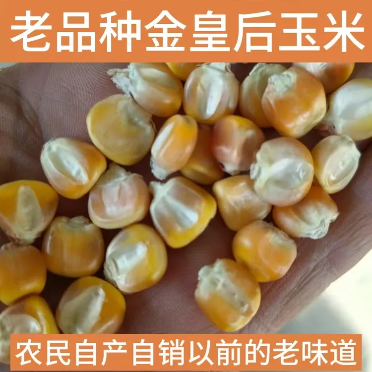 老品种金皇后玉米粒 农家笨玉米可自留种循环种植食用粗粮笨玉米
