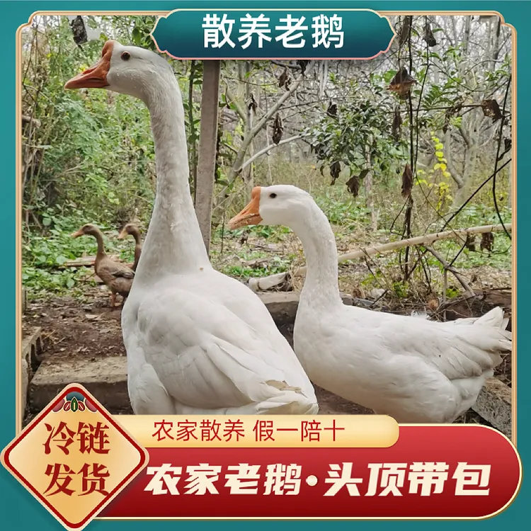 【头带包】正宗农家散养大白鹅 三年老鹅带心肝一只重7斤以上