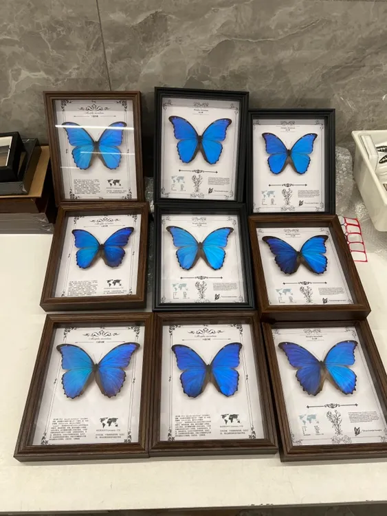 亚马逊蓝闪蝶真蝴蝶标本家居装饰画课桌摆件生日情人节高端礼物