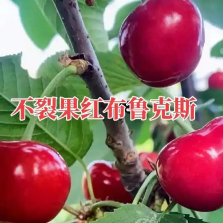 布鲁克斯樱桃苗南北方庭院地栽种植嫁接特大耐寒果苗盆栽