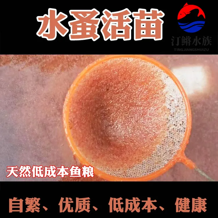 水蚤活体活苗鱼虫红虫水虱子水瘙鱼食卵饲料兰寿鱼苗幼苗开口活食