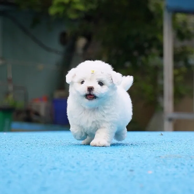 0915拍摄10号比熊宠物狗狗幼犬弟弟①9.20