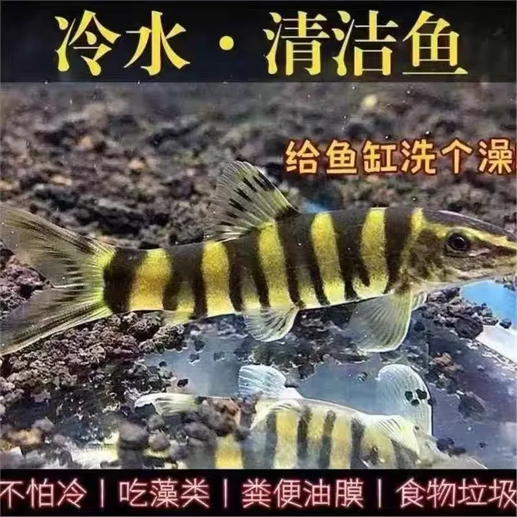 壮体沙鳅原生冷水清洁鱼吃残渣粪便的鱼缸工具鱼活体