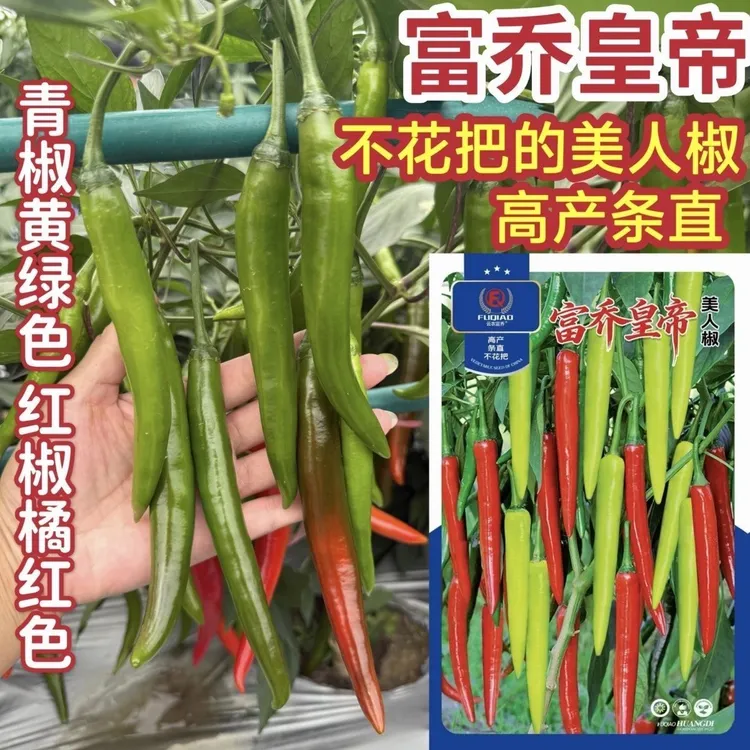 富乔皇帝美人椒不花把不裂果青椒黄绿色红椒橘红色耐雨水口感好