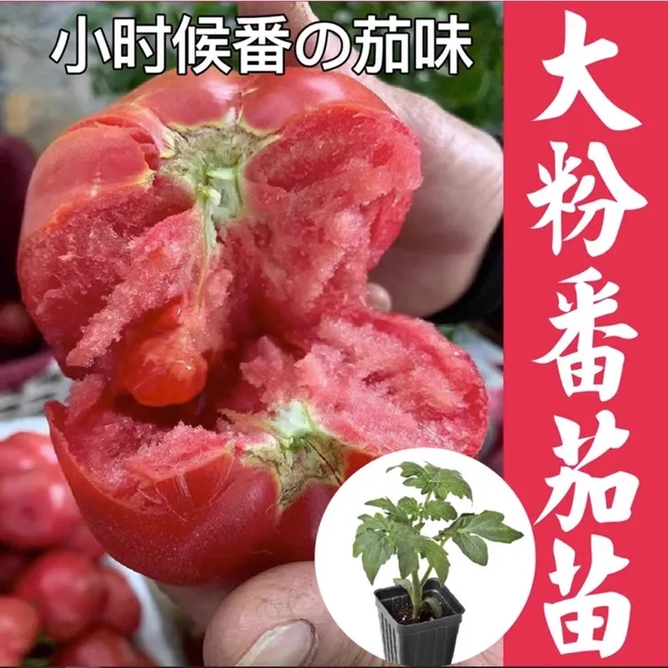 老品种番茄苗秧沙瓤西红柿苗毛粉柿子幼苗圣女果秧四季播种蔬菜苗