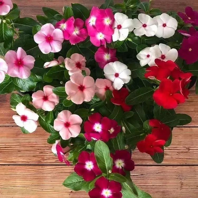 【长春花种子】四季种植盆栽地栽阳台小院种植