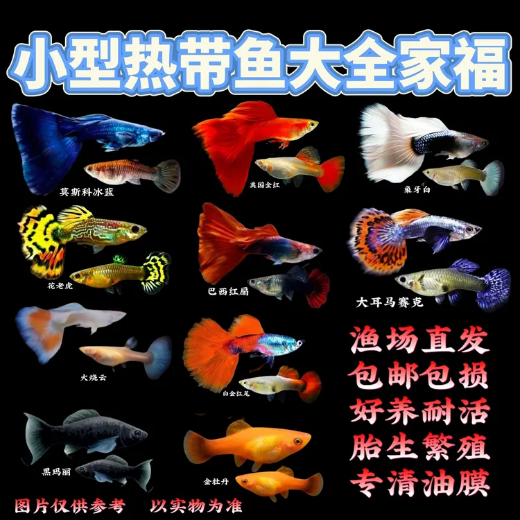 【精品大全家福10品种30条】纯种孔雀鱼玛丽鱼热带鱼淡水好养好繁殖