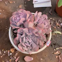 九号一物一拍多肉恶魔之眼592