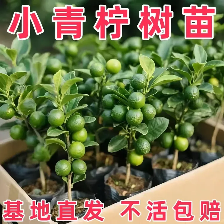 小青柠带果树苗泰国品种无籽青柠檬树苗嫁接苗带土带叶发货盆地栽