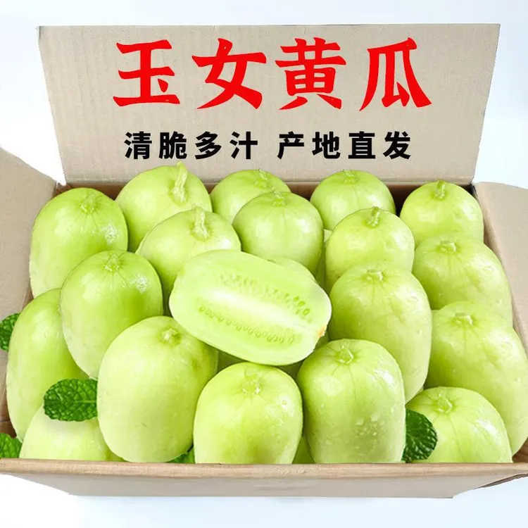 【玉女黄瓜】青瓜水果小拇指生吃蔬菜白玉黄瓜黄瓜新鲜清甜黄瓜现摘