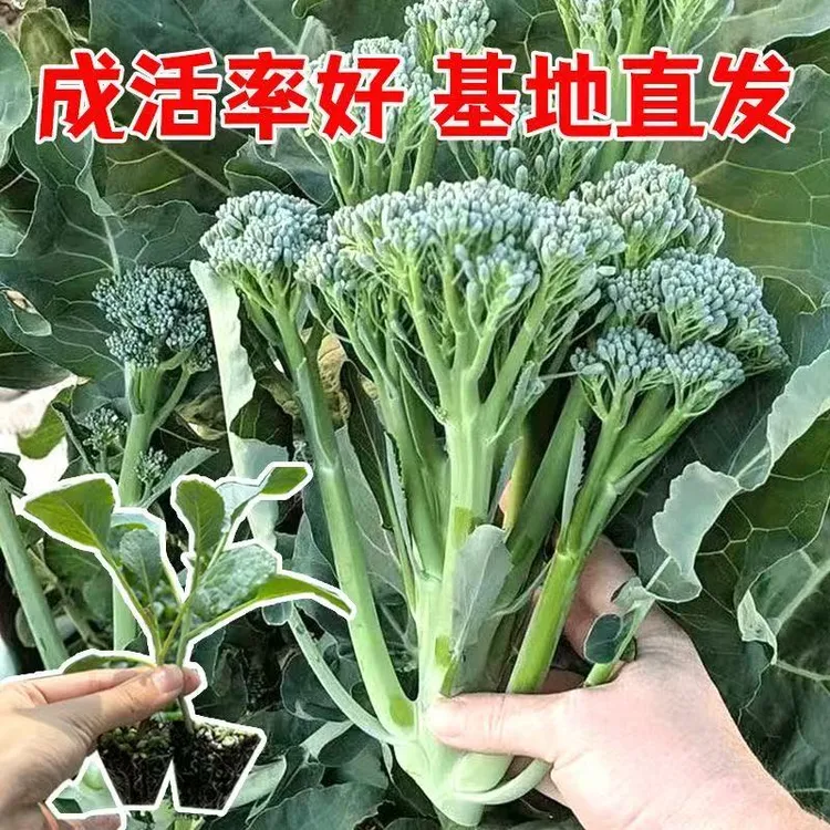 西兰苔苗秧苗芥蓝芥兰四季菜苔蔬菜种苗菜心秧苔菜西兰花秋天秋季