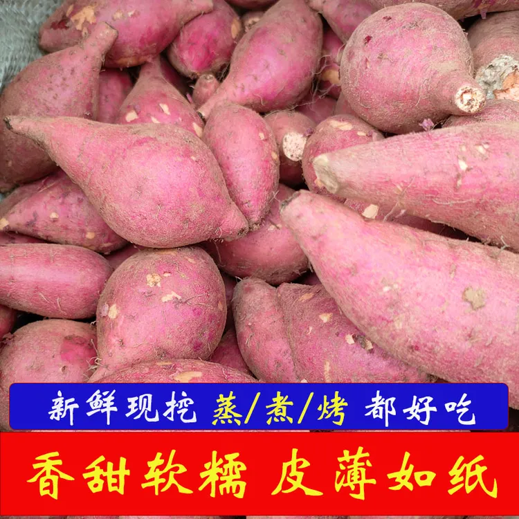 新鲜现挖正宗西瓜红红薯软糯香甜好吃的地瓜番薯