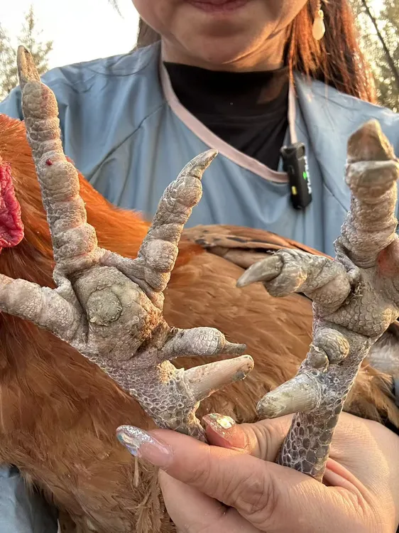 散养溜达鸡（一年半以上脚蹬2-3公分）