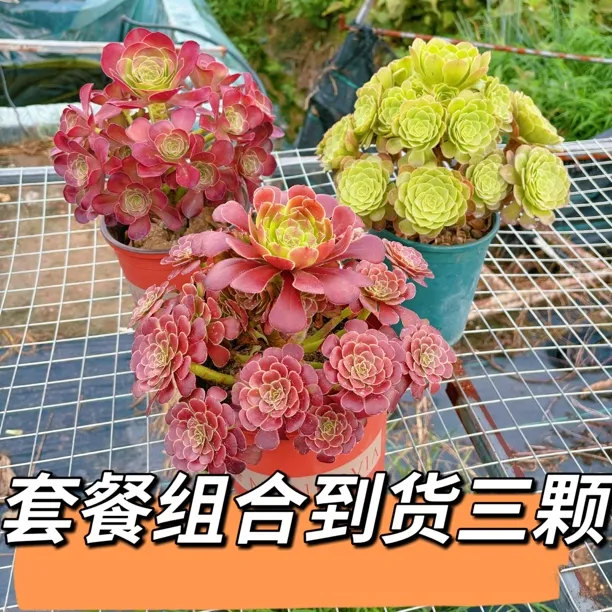 套餐组合到货三颗精品法师老桩多肉植物黑萝莉万圣节魅金玫瑰绿植