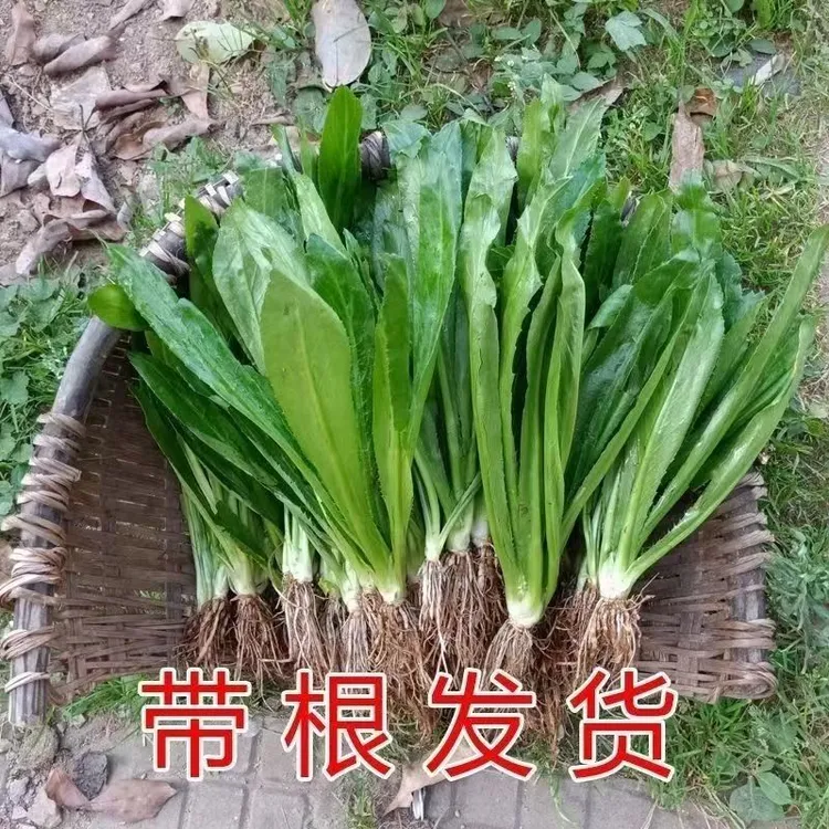 新鲜带根野生大香菜大芫西泰国香菜德宏大芫荽  缅甸香菜鱼生香菜