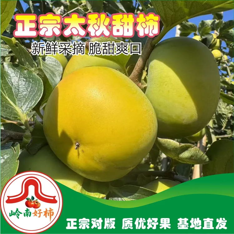 桂林正宗太秋甜脆柿子皮薄肉厚新鲜采摘产地果园直发