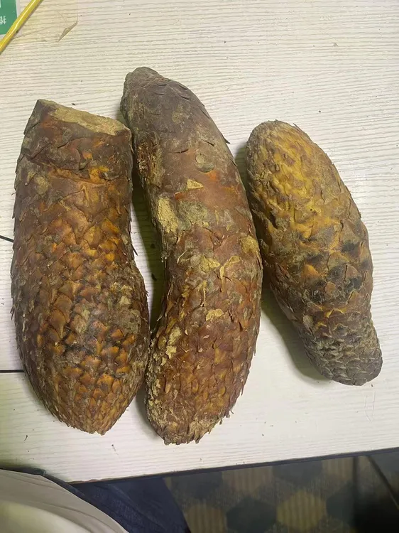 新鲜新疆和田塔克了玛干沙漠人工种植