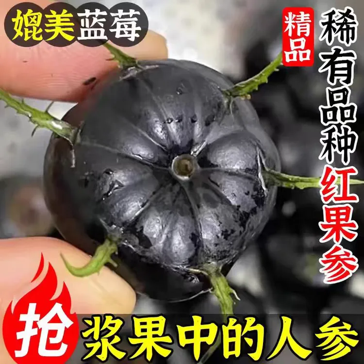 罕见水果新鲜当季云南红果参蜘蛛果高山稀有水果酸甜多汁现采现发