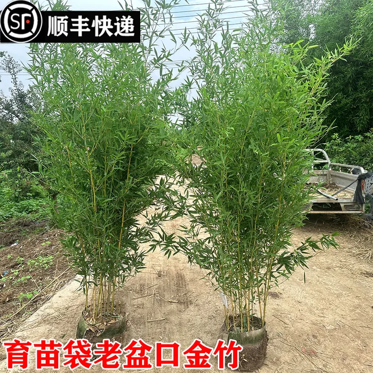 顺丰送货原盆带土不剪头景观金竹苗盆栽庭院竹子苗黄金竹金镶玉竹