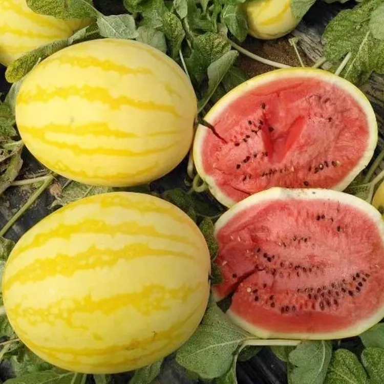 黄皮红瓤西瓜种子早熟春播超甜西瓜籽四季播种商品图