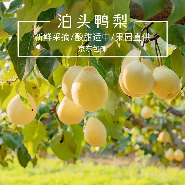 【保真！】泊头鸭梨皮薄肉厚汁水甜产地直发新鲜现摘