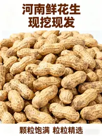 新品2025年河南现挖带壳粉皮湿花生新鲜农家种植水煮香甜生吃清脆