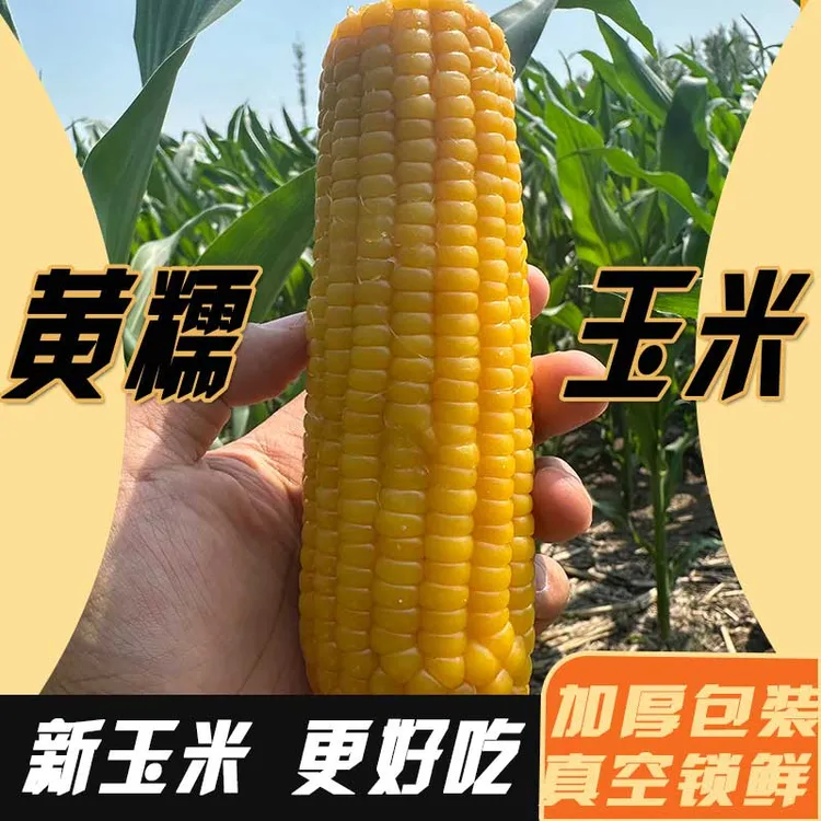 【试吃2根】25年头茬黄糯软糯香粘真空锁鲜包装~玉米均重250~275g