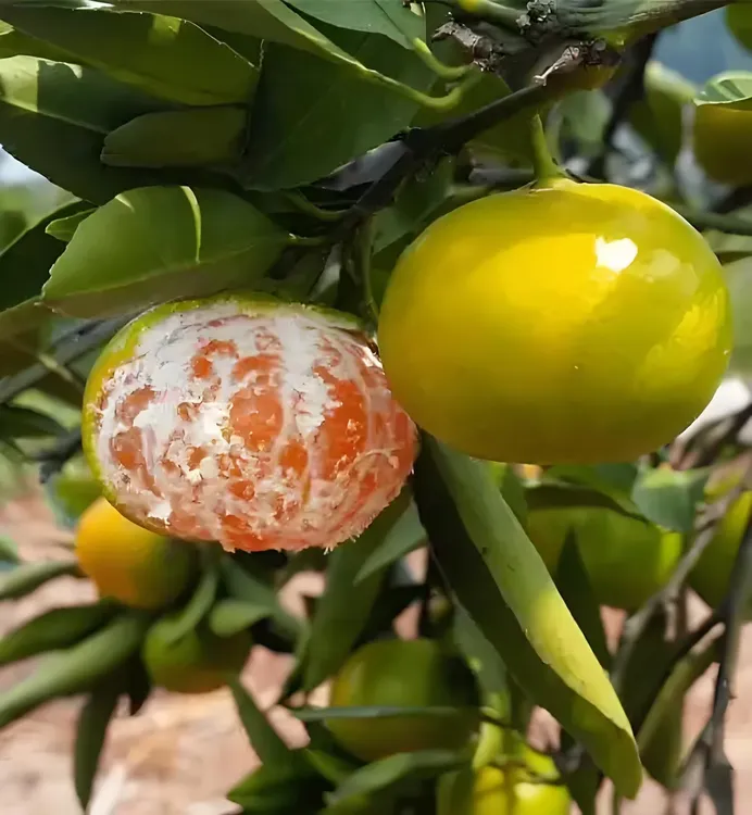 现摘青皮蜜桔薄皮无籽酸甜可口新鲜应季孕妇水果柑橘桔子