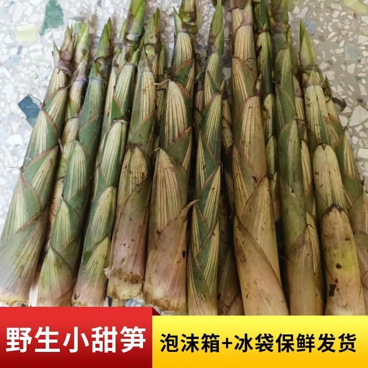 正宗韶关客家天然野生小甜笋当季带壳新鲜小竹笋春天蔬菜鲜嫩发货