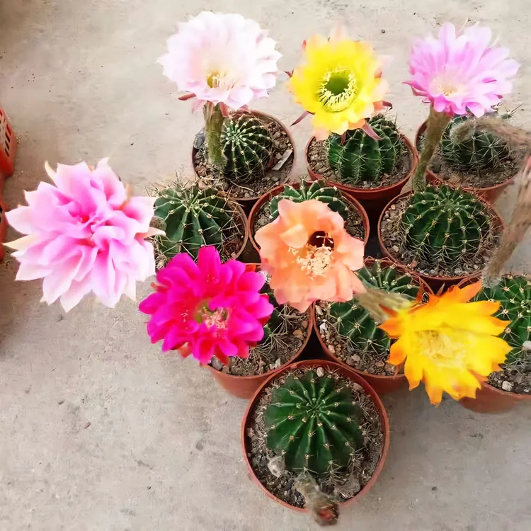 大花盆栽彩草大号彩草仙人球