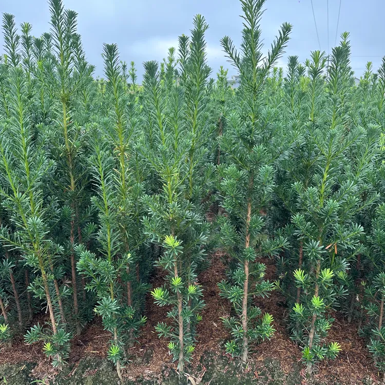 正宗小叶雀舌罗汉松 现挖现发 叶张清秀四季长青耐寒抗冻盆景绿植