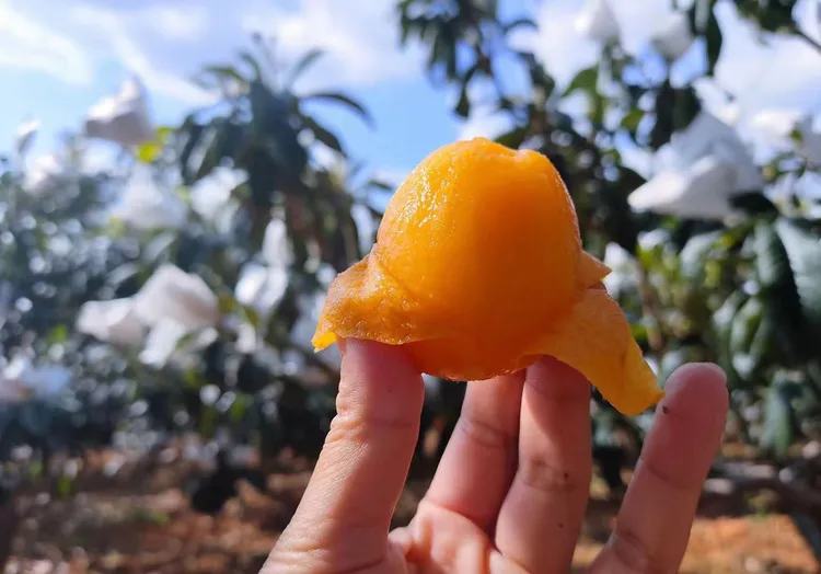 ［顺丰/京东包邮 ］四川米易早春高山甜枇杷