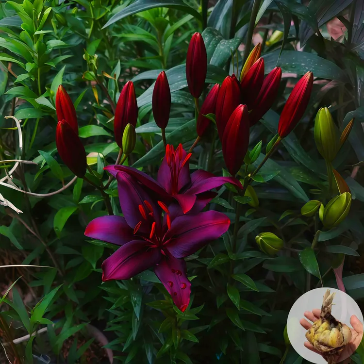 【黑魔术】进口百合花种球室内种植盆栽植物好养活绿植植物花苗花卉