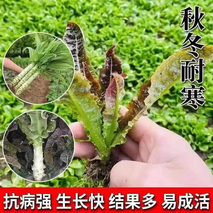 红皮莴笋苗青皮莴笋莴苣秧苗红叶莴笋秋冬季蔬菜菜苗批发耐寒耐热