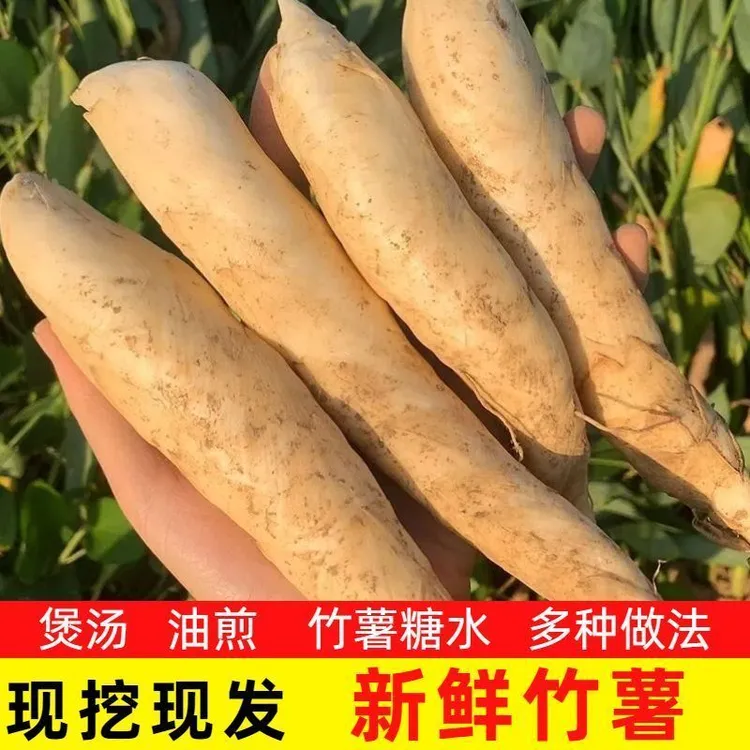 【送蘸料】5斤新鲜竹薯农家自种冬粉薯3斤煲汤清甜香煎火锅食材1斤
