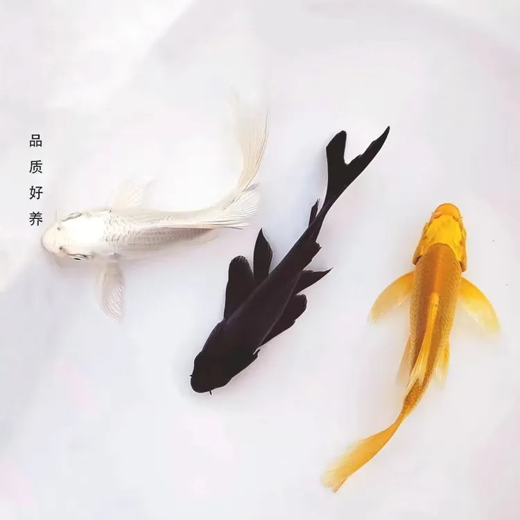 【三色蝴蝶鲤】台湾普身蝴蝶鲤贵妃龙鲤锦鲤鱼白金龙凤鲤鱼混搭