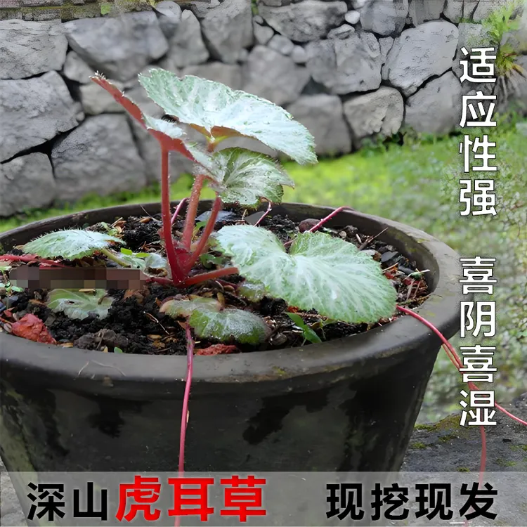 虎耳草新鲜通耳草金丝荷盆栽绿植园艺假山造景根部苔藓保湿装