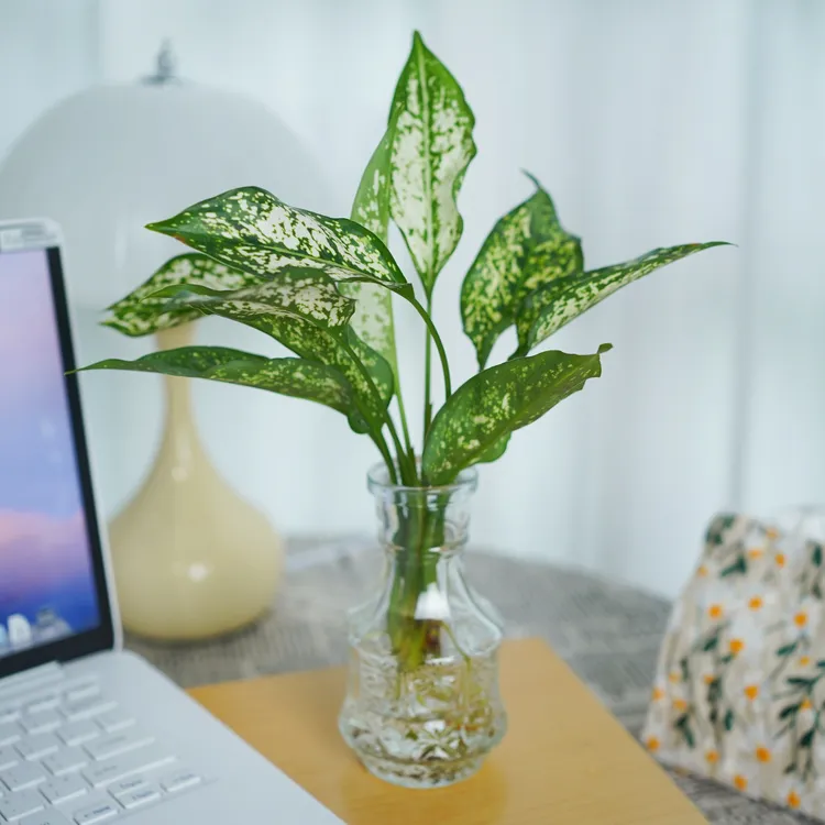 翡翠皇后水培绿植盆栽观叶植物室内易养活四季常青净化空气美观