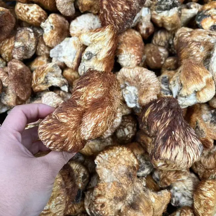 正宗长白山脉新鲜野生长毛猴头菇东北农特产菌菇煲汤佳品猴头菌